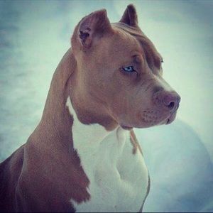 Meet your Posher, Tavis